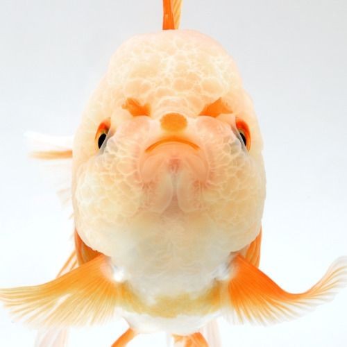 Hihh maw ambek ajaa dikata bau ikann 😠😠