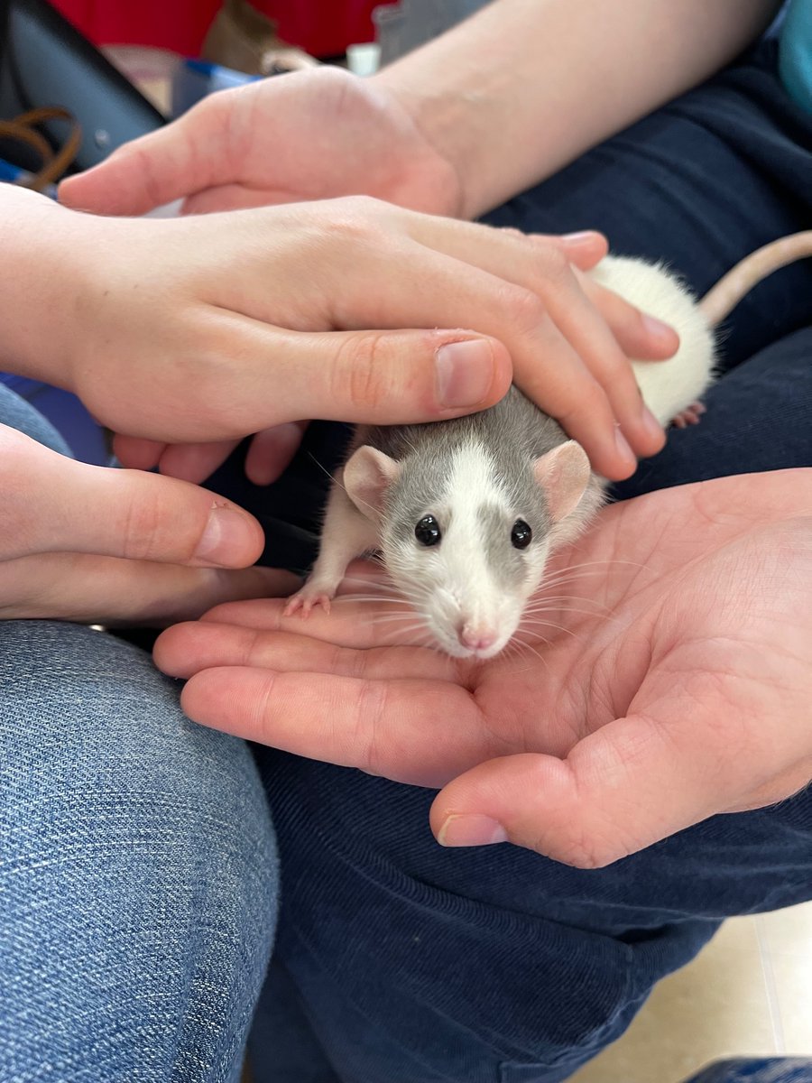 Rattie Ratz had TEN rats adopted at our adoption event last weekend! Thanks to <a href="/petfoodexpress/">Pet Food Express</a> Walnut Creek for hosting. Events calendar at rattieratz.com