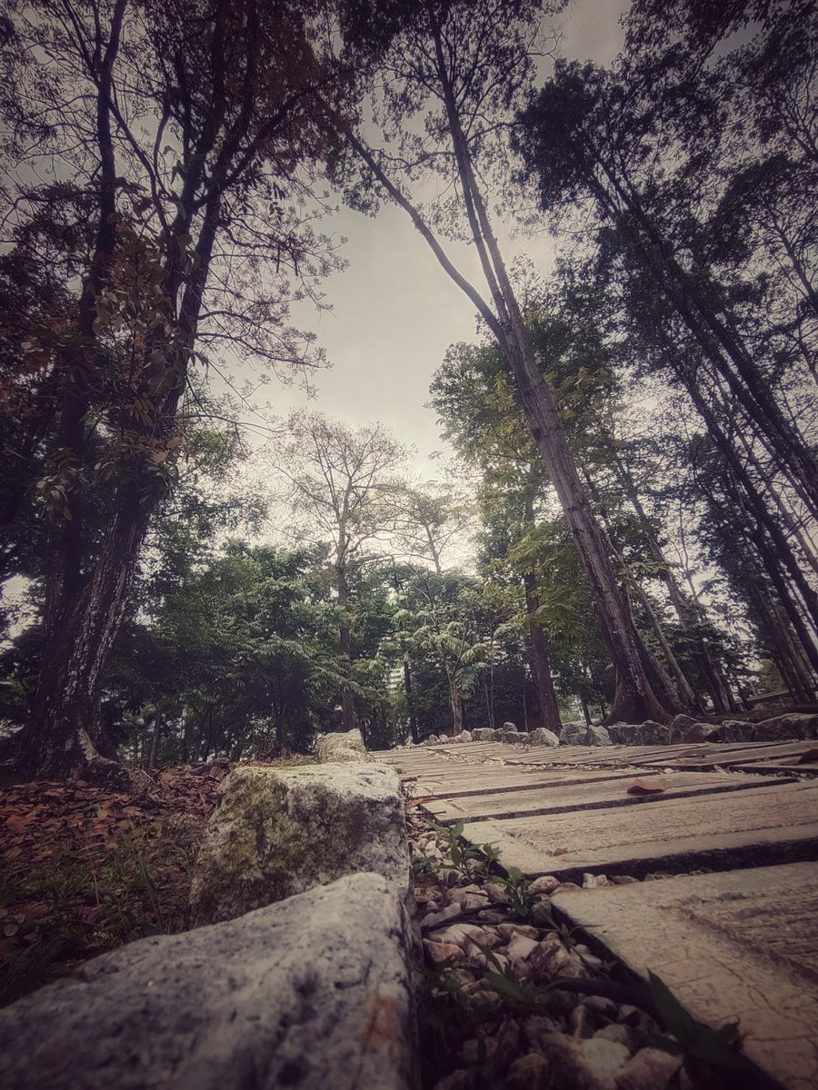 8ShenBoZi's tweet photo. The Road Not Taken. 

#photography #photo #photooftheday #tarumt  #photographer #photoshoot #beyondeducation #photography #写真 #vivox50pro #vivo #taruc #tarumt #smartphonephotography #取って #拉曼理工大学 #拉曼理工大學 #大學 #大学 #马来西亚大学 #馬來西亞大學 #八神博子 https://t.co/f8DmGutpo2