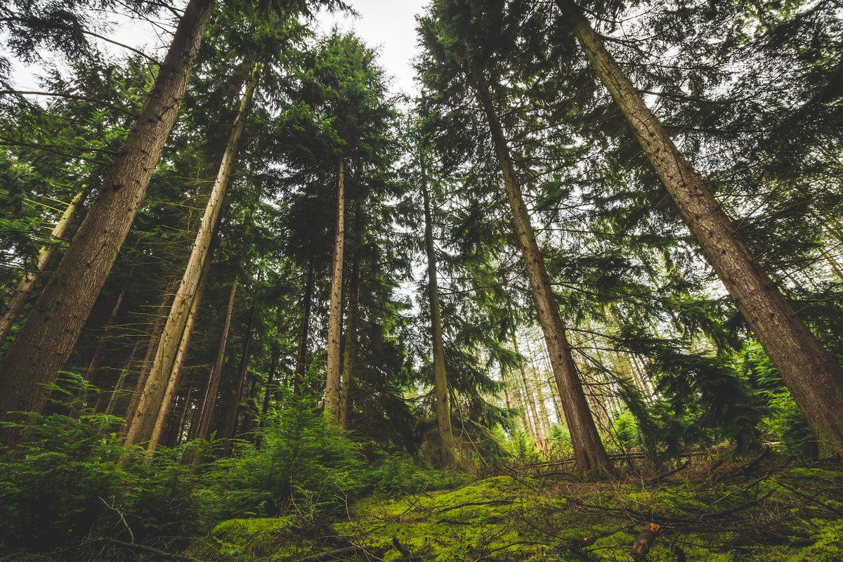 Beautiful forest. #forest #woods #trees
