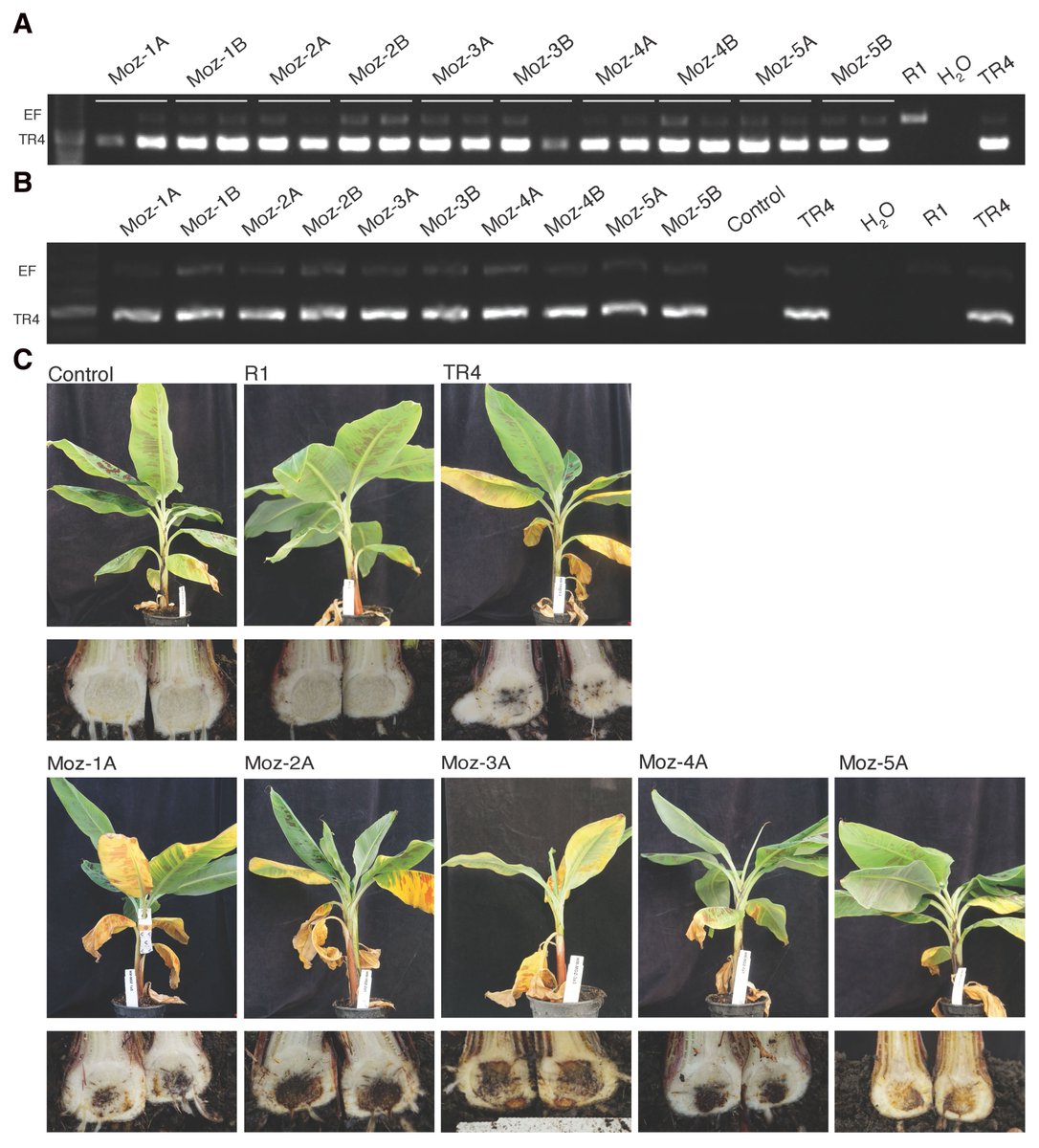 Plant Disease (@plantdiseasej) on Twitter photo Alarming news for bananas๐
Rampant fungus jeopardizes banana production in Africa eurekalert.org/news-releases/โฆ via <a href="/EurekAlert/">EurekAlert!</a> <a href="/plantdisease/">The American Phytopathological Society</a> Alarming news for bananas๐
Rampant fungus jeopardizes banana production in Africa eurekalert.org/news-releases/โฆ via <a href="/EurekAlert/">EurekAlert!</a> <a href="/plantdisease/">The American Phytopathological Society</a>