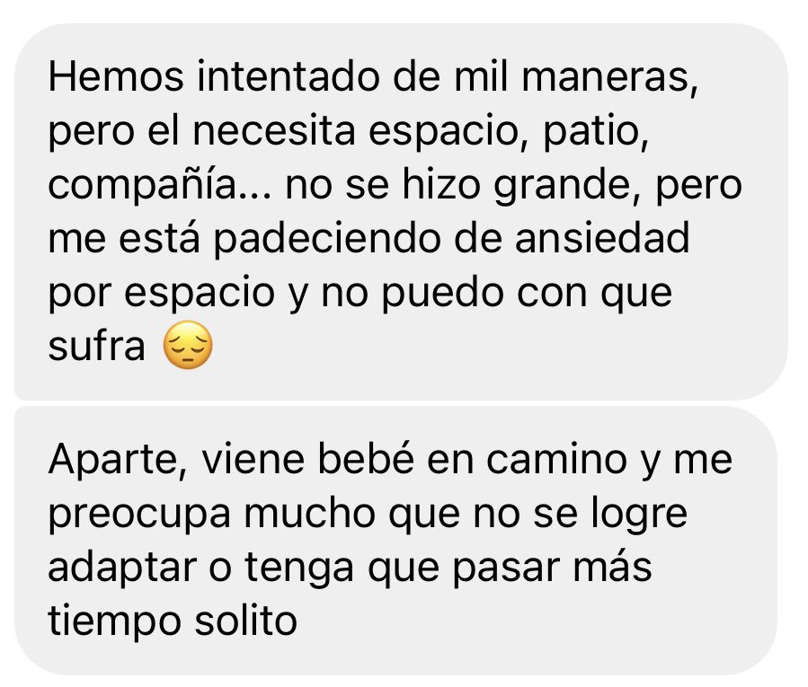 Tras de que estoy encima de mil casos, ya me escribieron DOS familias para devolverme a los cachorros que adoptaron en octubre. Ya los perritos tienen nueve meses y cuando están grandes nadie los adopta. Las razones de ambos: