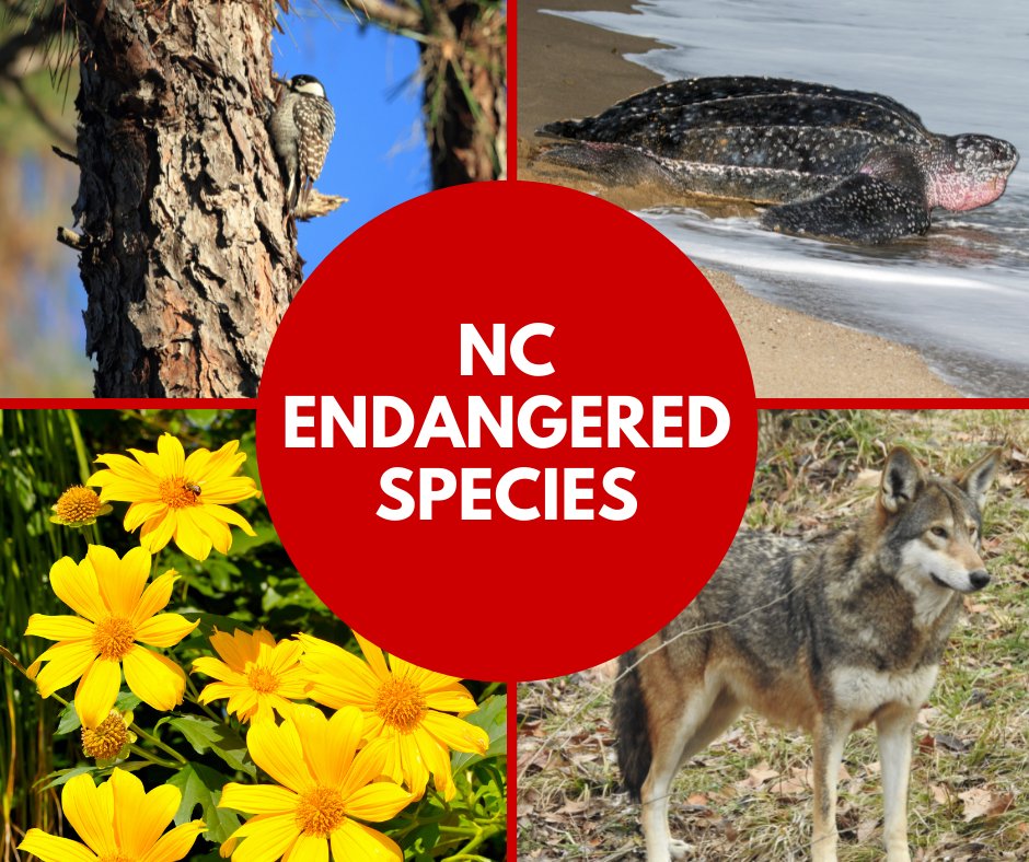 It's #EndangeredSpeciesDay! To be endangered, a species must be in danger of extinction throughout all or a significant portion of its range. Learn about NC's endangered species and how you can prevent their extinction.
content.ces.ncsu.edu/endangered-spe…