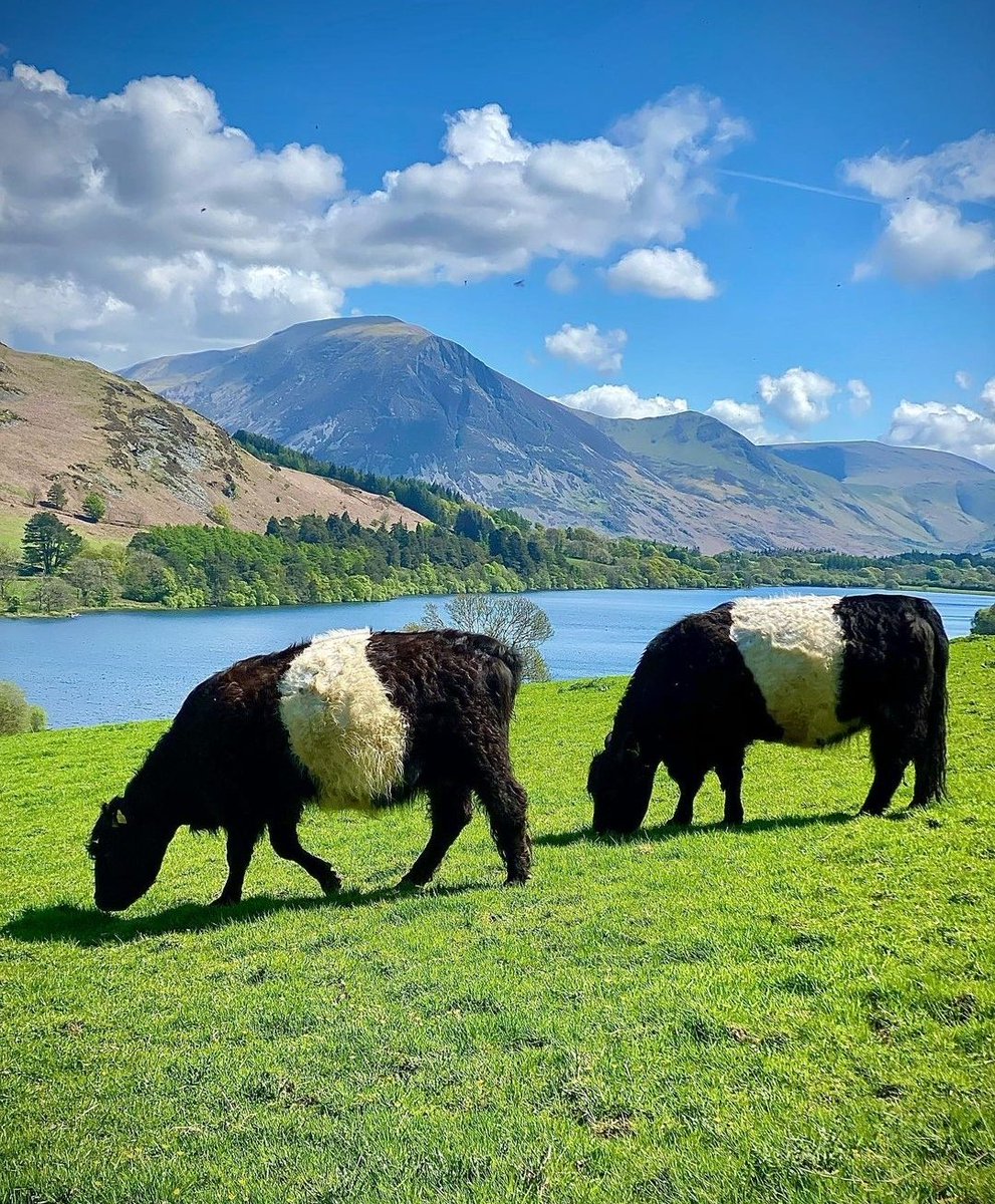 thelakes100's tweet photo. Loweswater and it’s residents ☀️😊

#thelakes100 #cyclinguk #NaturePhotography #nature #exploremore #Britain #getoutside #adventure #CUMBRIA #LakeDistrict #lakedistrictnationalpark #spring #freespirit #mountainlife #hikinguk #hikingculture #hike #mountains #roadTrip https://t.co/vxbtw6c7ti