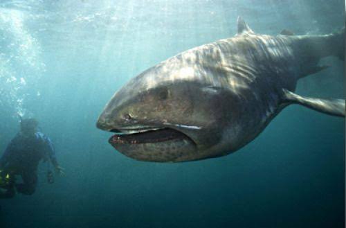 On the other hand we DO have a very large, very weird, very ancient Meg shark that does still exist- Megachasma pelagios aka Megamouth shark, so rare to see it's almost a cryptid and said to possibly grow to 7 m or so! This meg deserves more attention!