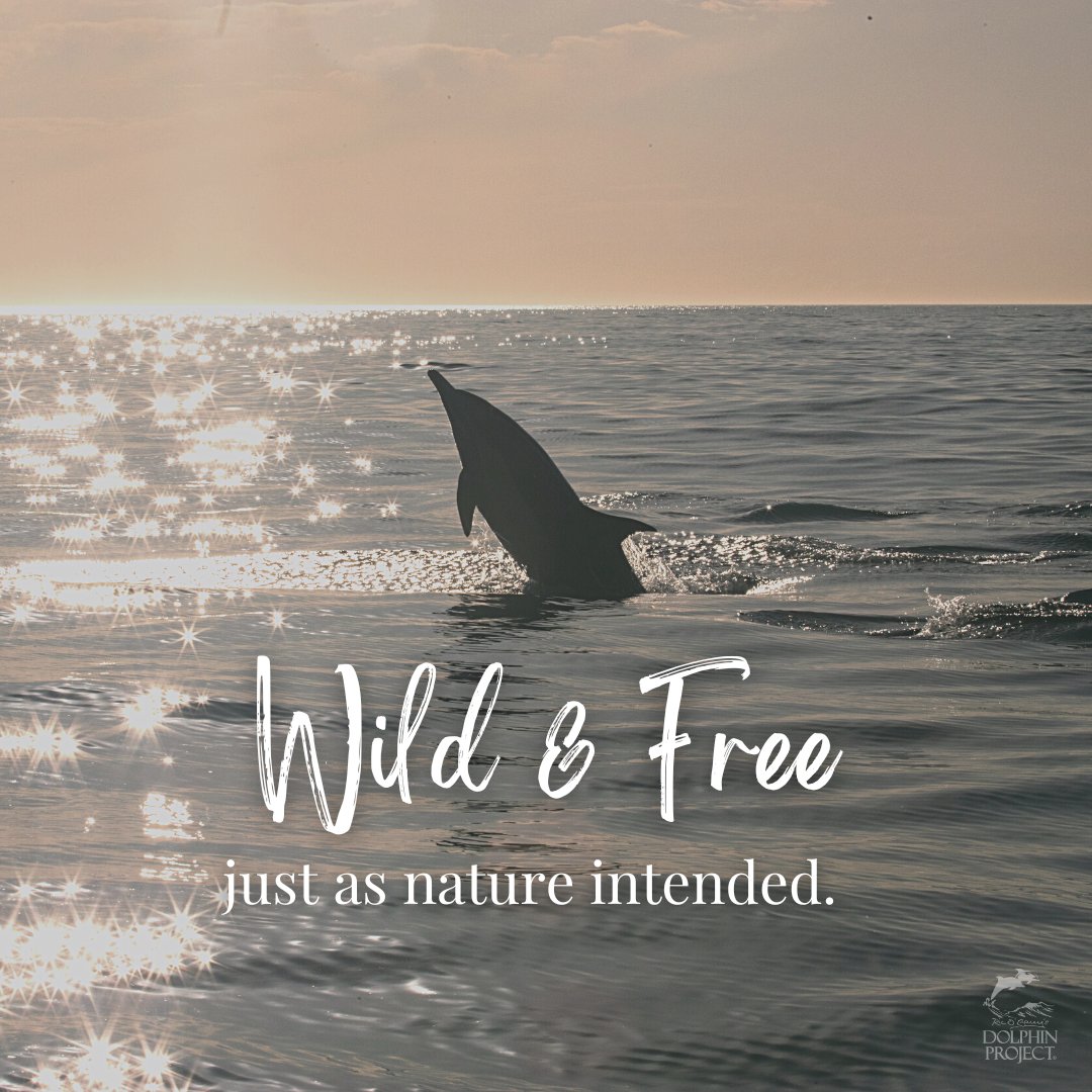 Dolphin_Project's tweet image. Whether its signing a #petition or writing a letter to elected officials, we hope you'll take one action step for dolphins today! 🐬  Find ways to speak up for dolphins at: bit.ly/HelpSaveDolphi…
#DolphinProject