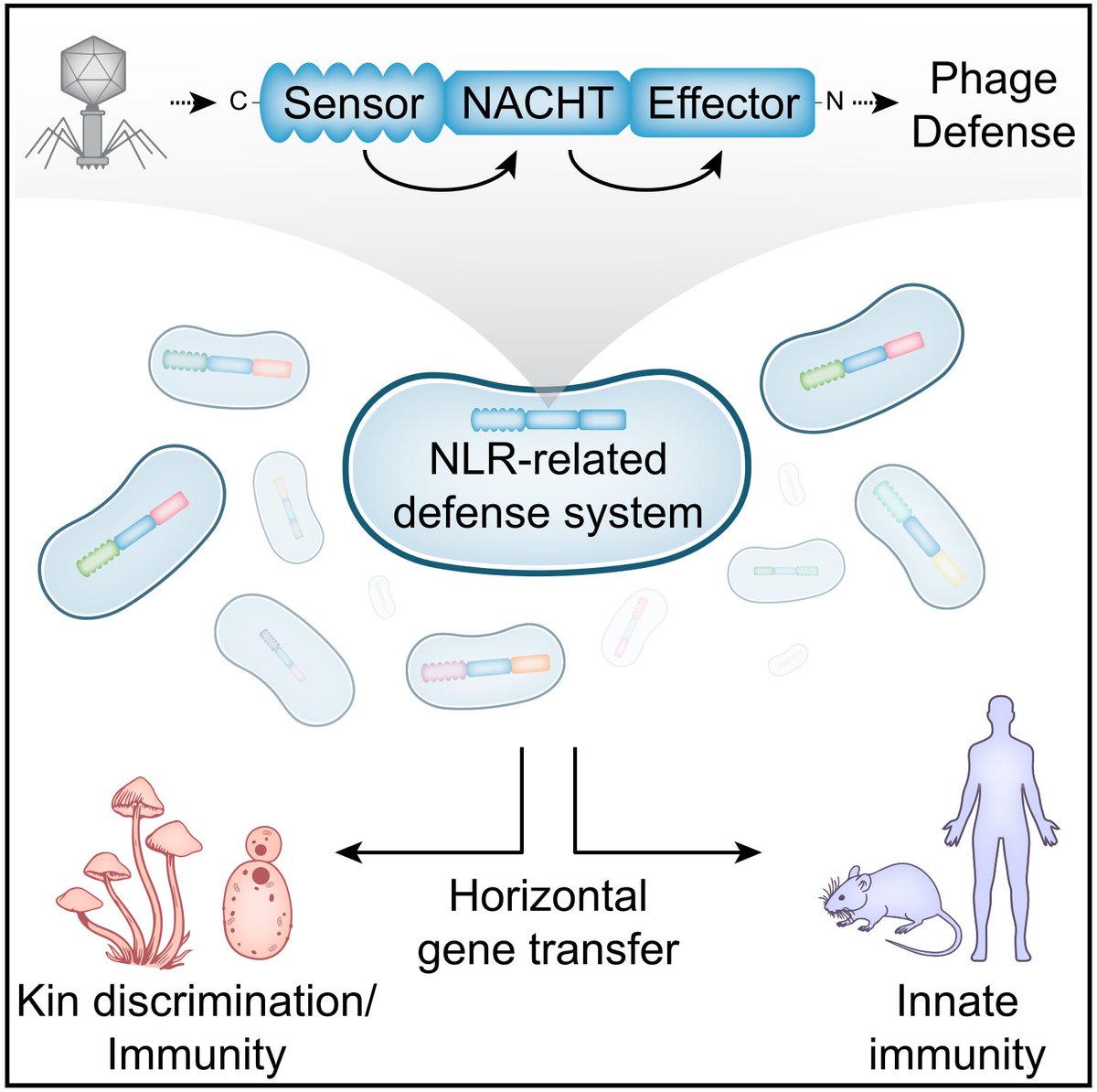 Our work on bacterial NLR-related proteins is out in its final form! See thread by <a href="/EmilyKibby/">Emily Kibby</a> for a few updates and see below for more highlights.