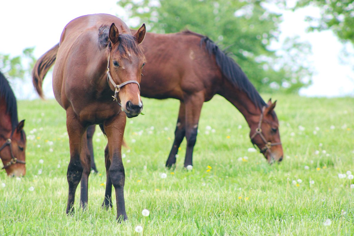 SilverSpringsKY's tweet image. The best state is… the bluegrass state! 🍀🌿🌼 #sstraining #happyhorses #bluegrass