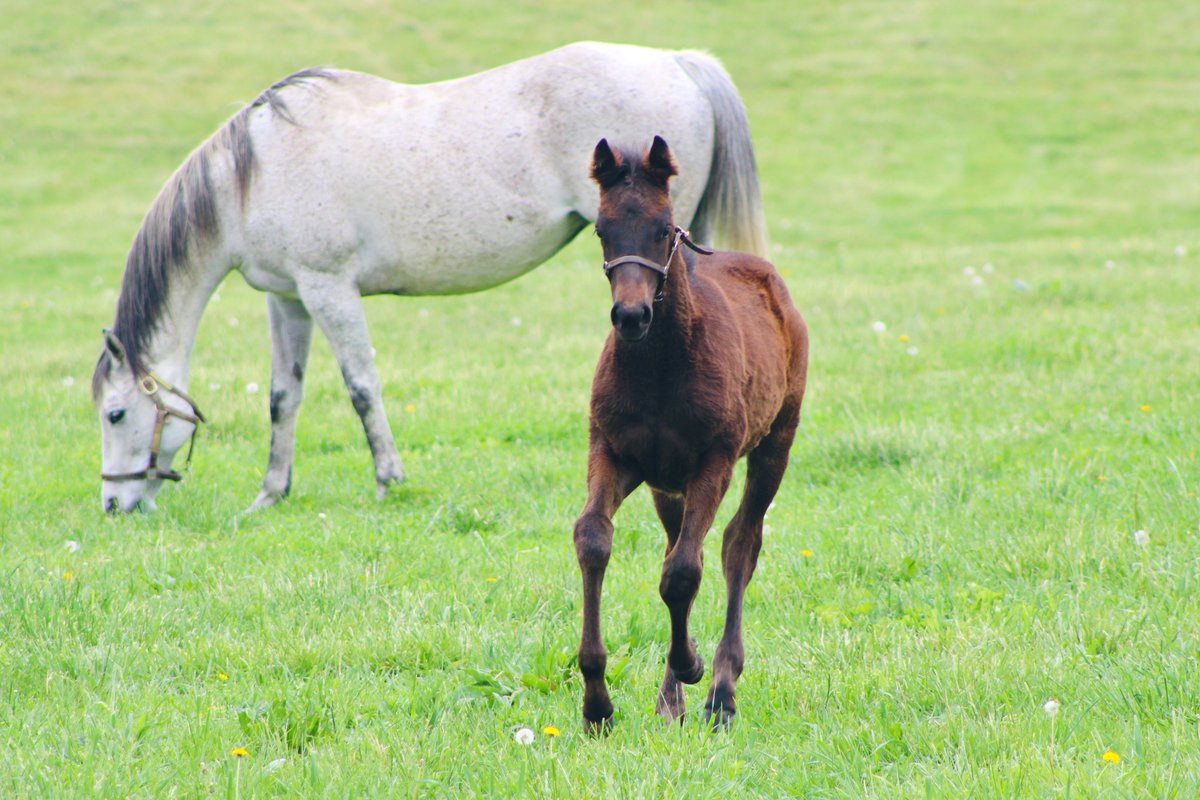 SilverSpringsKY's tweet image. The best state is… the bluegrass state! 🍀🌿🌼 #sstraining #happyhorses #bluegrass