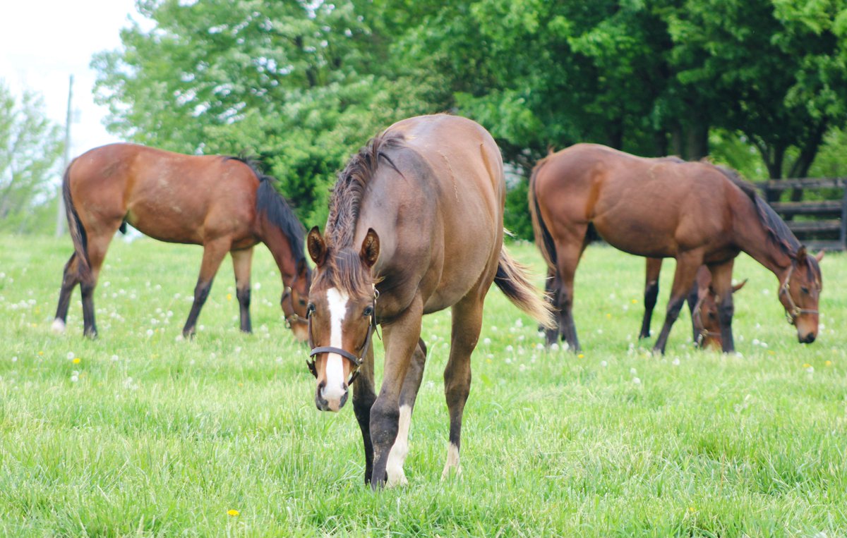SilverSpringsKY's tweet image. The best state is… the bluegrass state! 🍀🌿🌼 #sstraining #happyhorses #bluegrass