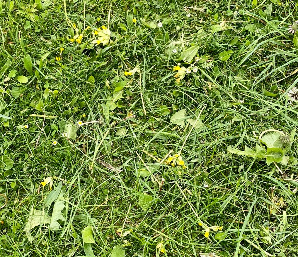 It's called #NoMowMay for a reason! Why are Councils STILL committing eco-vandalism? Pictured below an entire bank of cowslips strimmed at an allotment presumably to 'tidy up'! Please share the message folks because it's not getting through - embrace the wild and let nature bloom