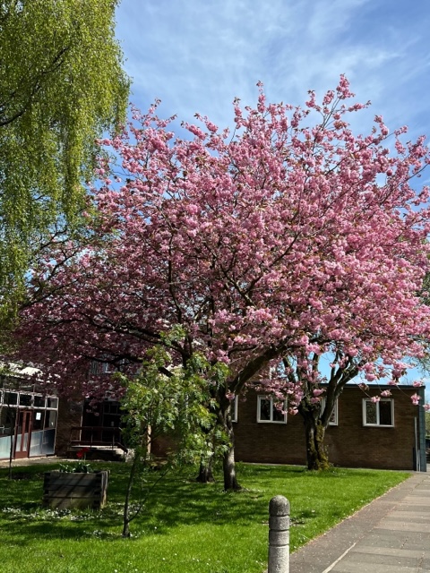 "This tree is in the grounds of <a href="/GlenwoodHS/">Glenwood High School</a>  

Simply such a beautiful tree and it’s in full bloom like the exams for the seniors!"

 (Kerry M, DAPL School Counsellor)