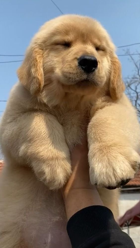 BestForPets4's tweet image. Good morning! Happy Tuesday! Wishing you all a day filled with joy and lots of tail wags. Take a moment to appreciate the little things in life, just like this adorable furry friend. 🐾❤️🌞 #dogsoftwitter  #DogLove #TuesdayThoughts