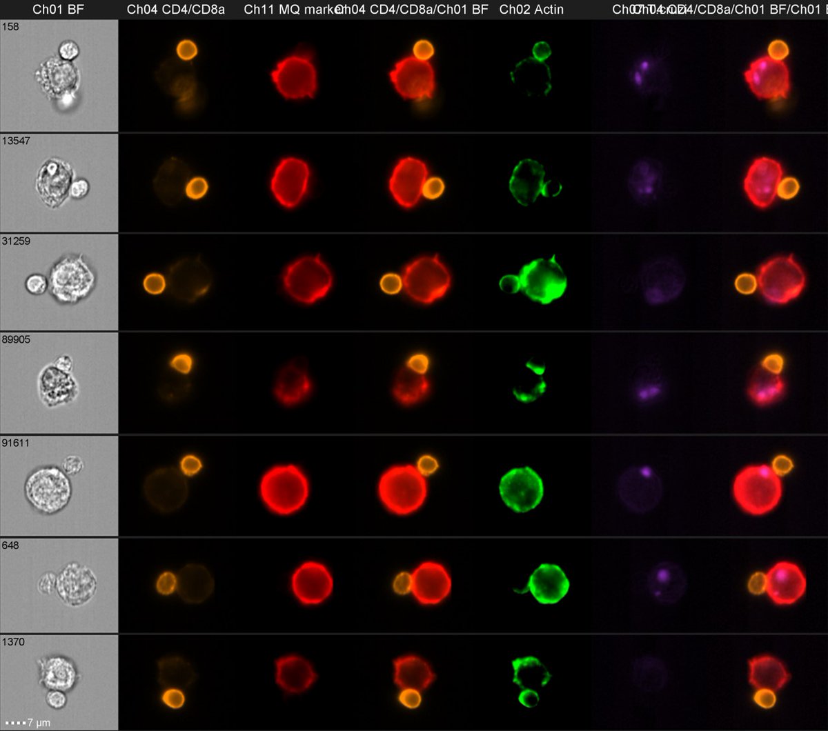 VersteegLeroy's tweet image. It feels rewarding to observe beautiful data after running a day of imaging flow cytometry! Here were were looking at immune synapses between T cells and macrophages. @BCM_TropMed  #Imagestream #flowcytometry #imagingflowcytometry