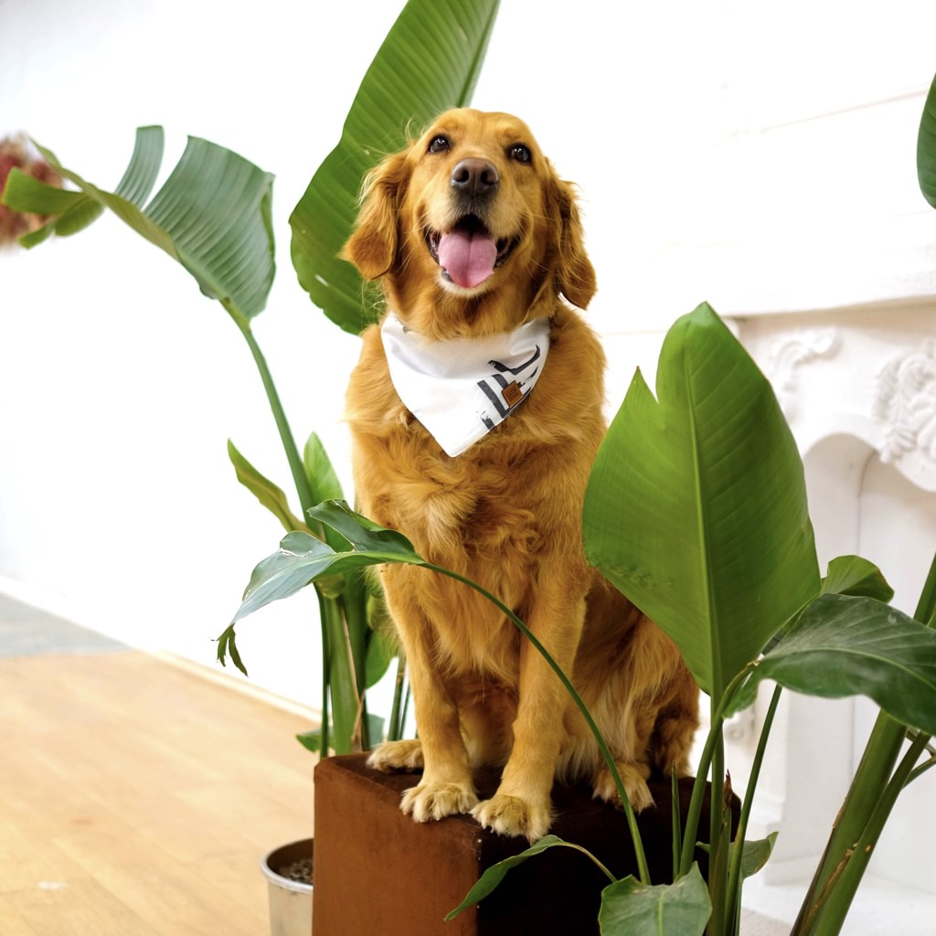 Lusi Doog (@lusidoog) / Posts / X