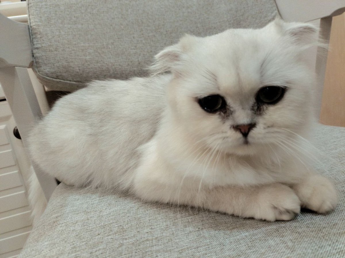Traswiv's tweet photo. What owner would reject a cat with (puppy dog eyes)? https://t.co/tTHO3k5CYF