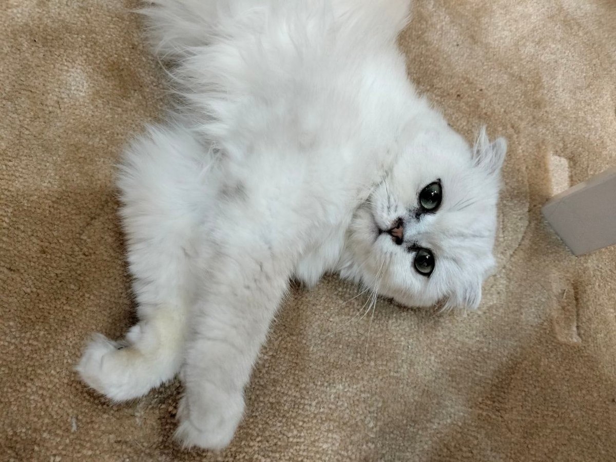 What owner would reject a cat with (puppy dog eyes)?