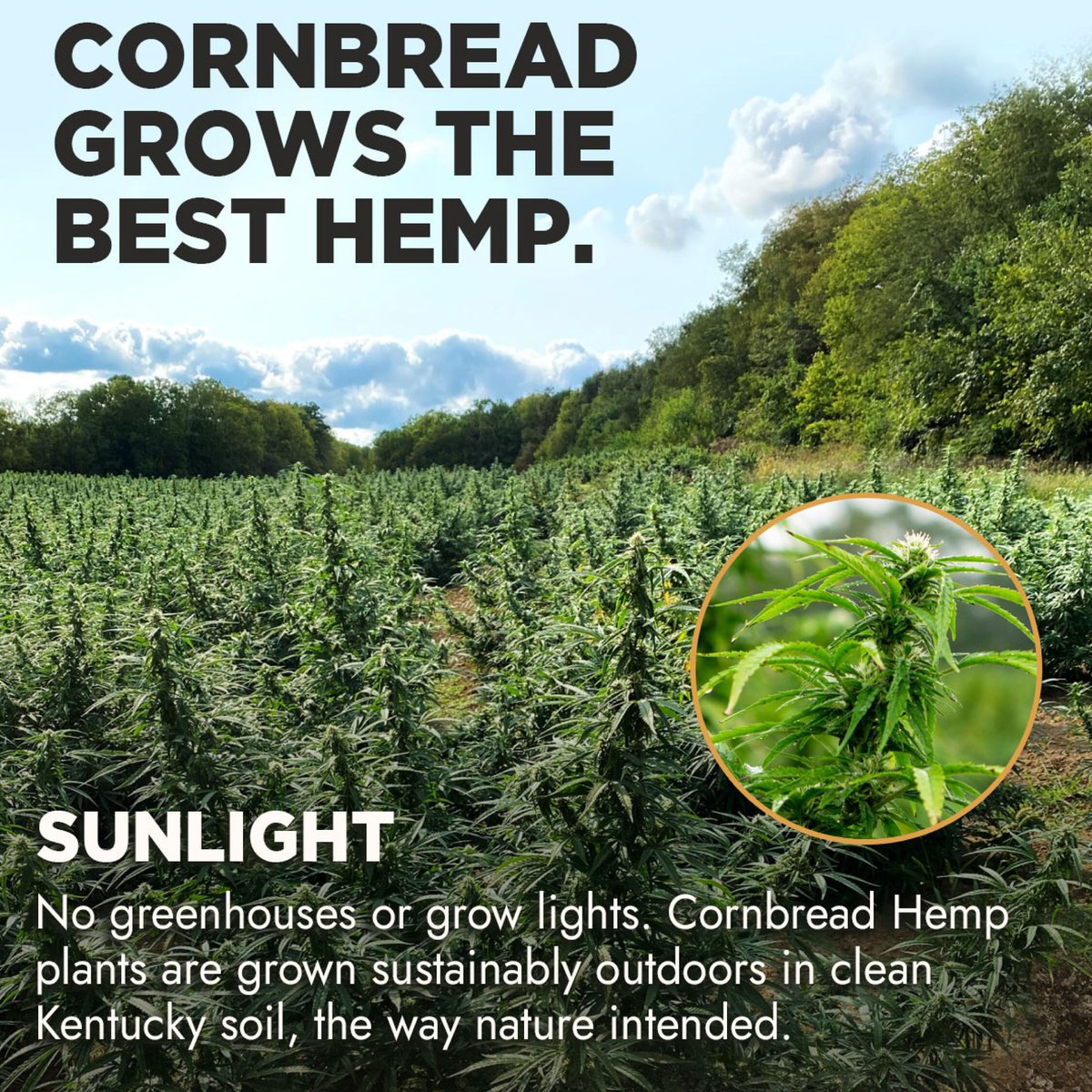 CornbreadHemp's tweet image. Why is Kentucky such a fertile land for growing hemp? Swipe right to find out! 🌿 Do you have Kentucky facts you'd like to share? Drop them in the comments below!
.
#CornbreadHemp #Kentucky #KentuckyProud