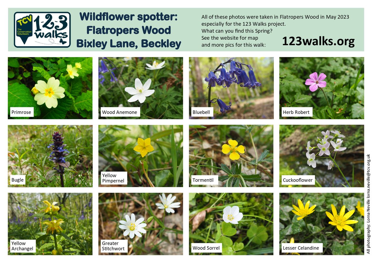 123Walks's tweet photo. Wildflower Spotter for Flatropers Wood #Beckley.
Pop over to the 123 Walks FB page for lots more photos and even more local Wildflower Spotter Sheets. https://t.co/OpNihG8vCG