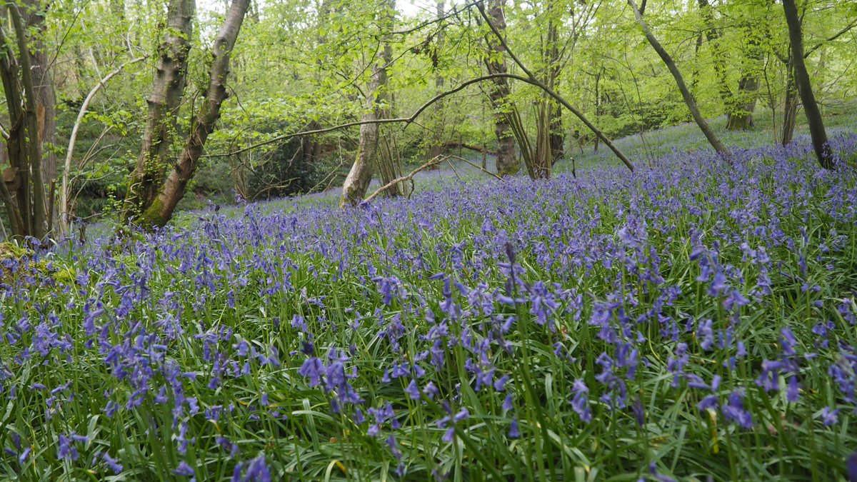 123Walks's tweet photo. Wildflower Spotter for Flatropers Wood #Beckley.
Pop over to the 123 Walks FB page for lots more photos and even more local Wildflower Spotter Sheets. https://t.co/OpNihG8vCG