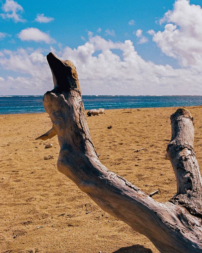 Andrew_Redd's tweet photo. Anini Beach in Kauai. Shot on @kodakprofessional #ektar100 https://t.co/bFX68nrpbP https://t.co/iddHdXvUAS
