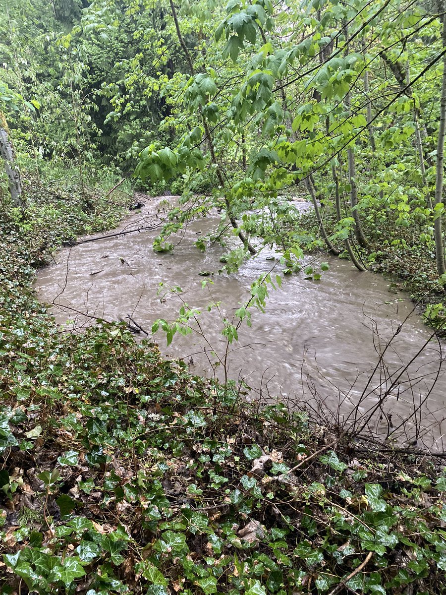 ComfortablyMari's tweet photo. @NWSPortland Woods Creek achieved (some) floodplain connectivity! https://t.co/n7S8fGNt6r