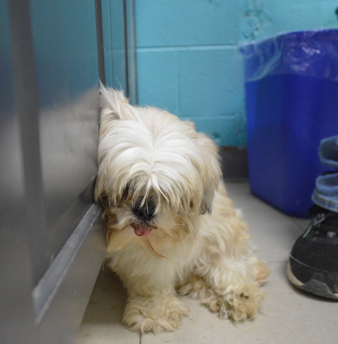 Oakville Humane tweet media