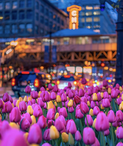 chiarchitecture's tweet photo. The #tulips have been extraordinary!🌷Hope you are all enjoying them this #spring. ☀️ 📸 : @cdats via Instagram
#Chicago #architecture #design #Chicagotulips #Chicagospring #Chicagotour #tourChicago #Chicagohistory #historicChicago #springinChicago #Chicagobuidings https://t.co/qjfq8wWTPo