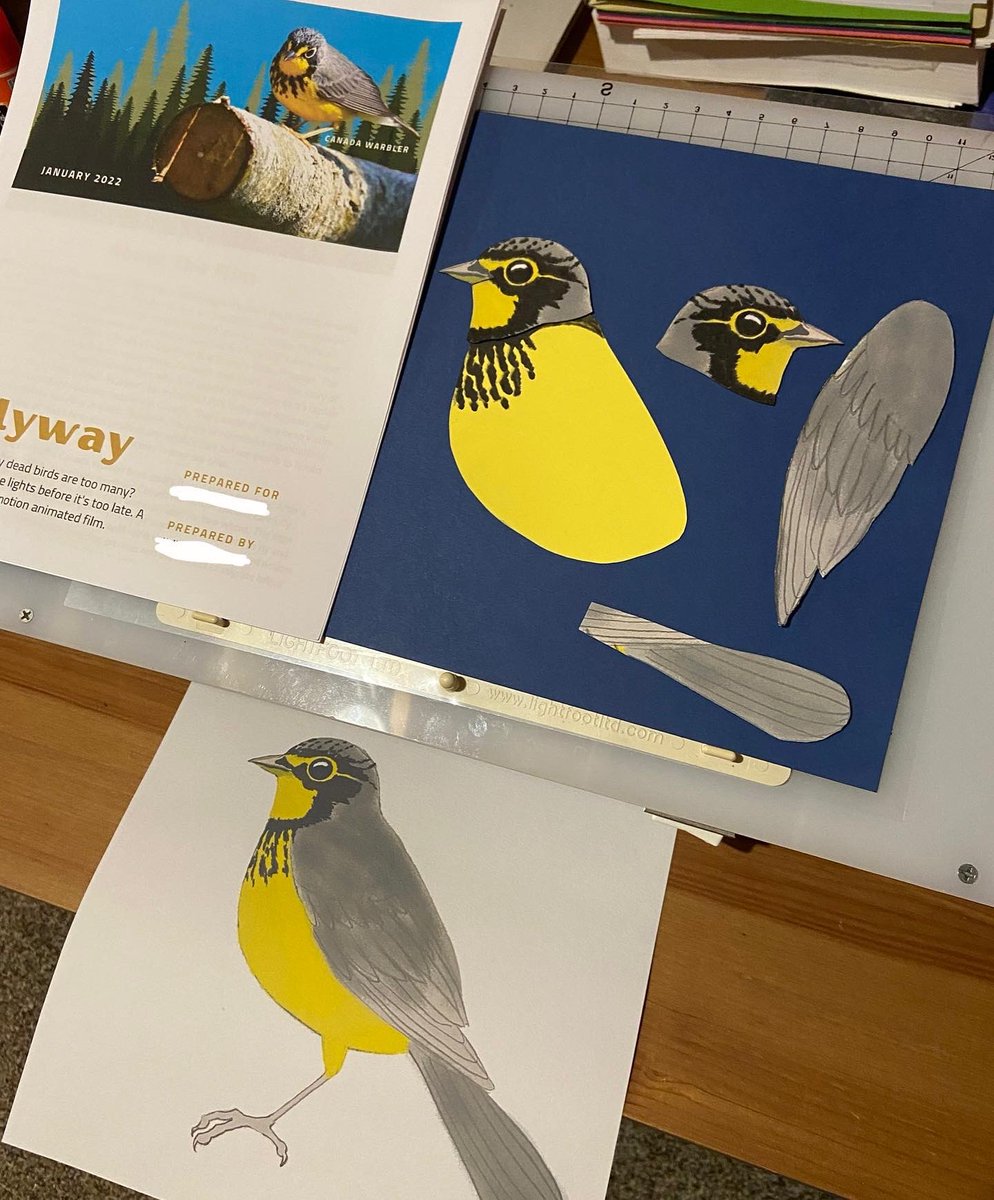 birderKS's tweet image. More design work happening! Please consider supporting our project through the link here: indiegogo.com/projects/flywa…

#flywayfilm #birdmigration #windowcollision #windowstrike #savebirds #indiefilm #stopmotion #stopmotionshortfilm #chathamkent #blenheimontario #canadawarbler