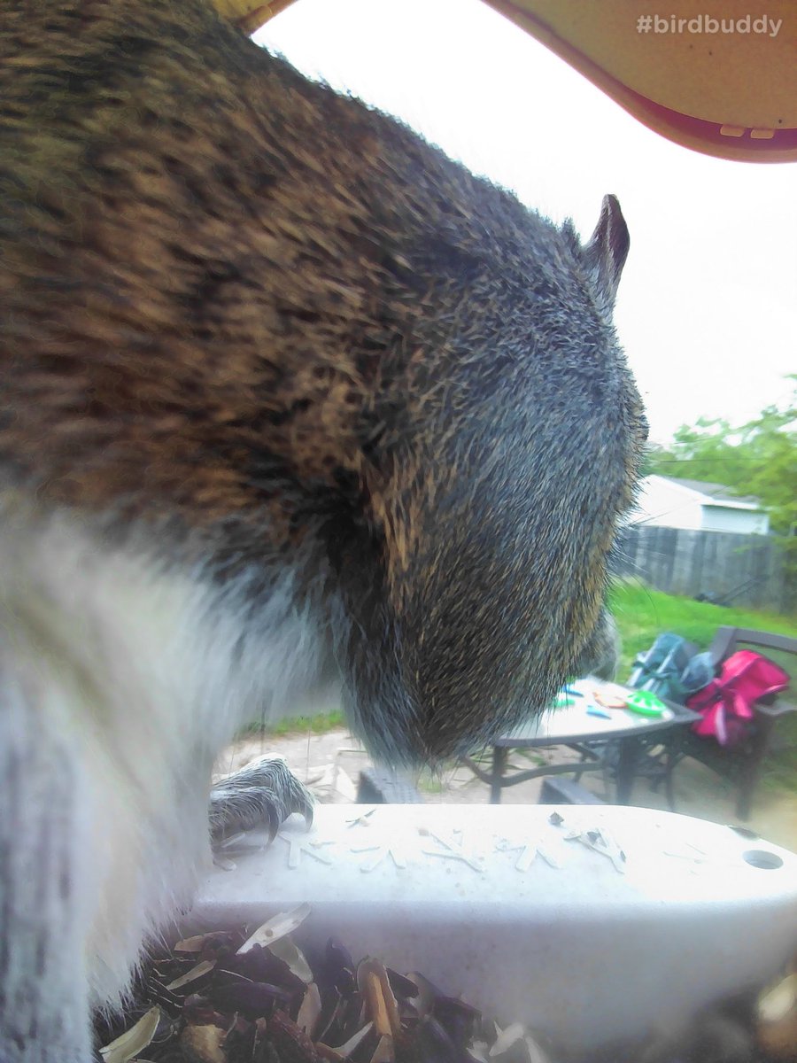 PointFrankRange's tweet image. I appear to have discovered a new species of bird with @mybirdbuddy smart bird feeder camera. Seems a little Squirrelly to me.