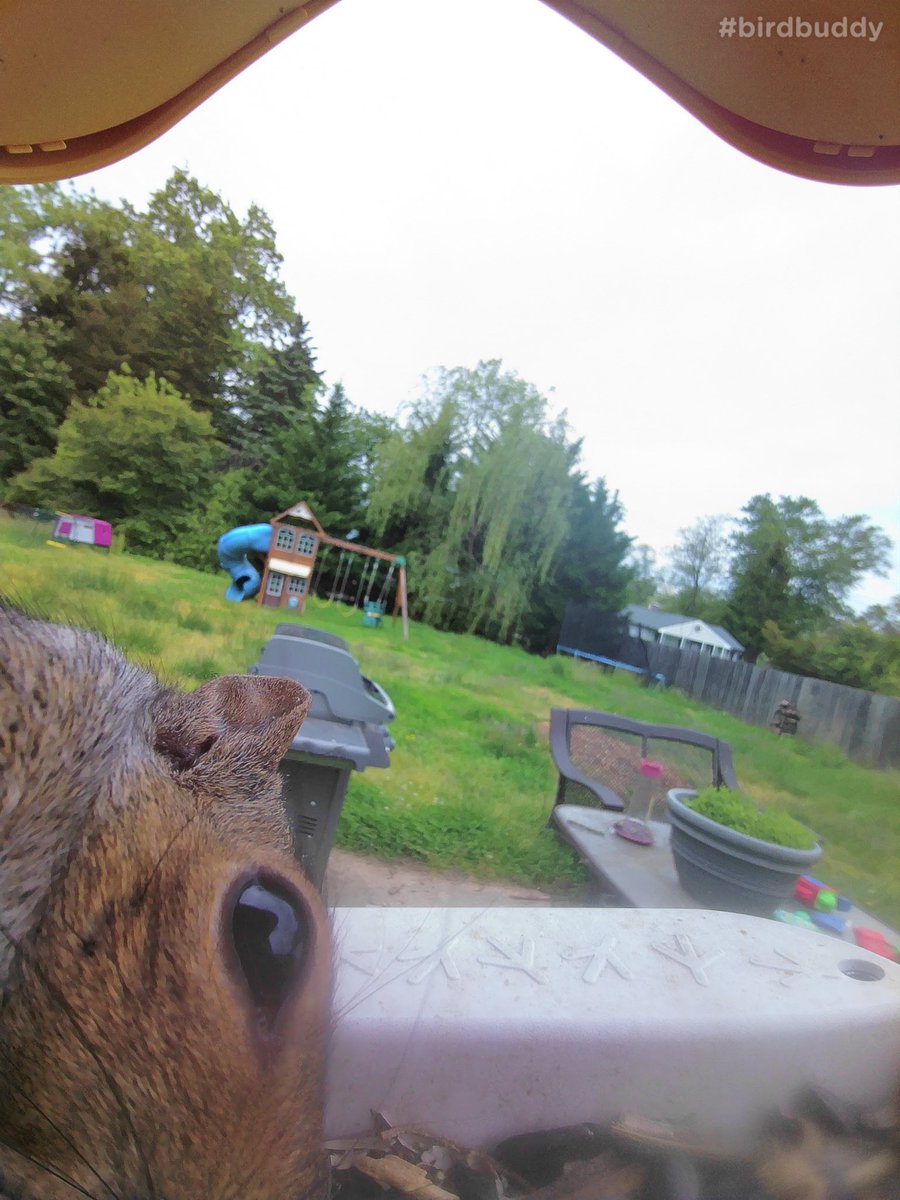 PointFrankRange's tweet image. I appear to have discovered a new species of bird with @mybirdbuddy smart bird feeder camera. Seems a little Squirrelly to me.