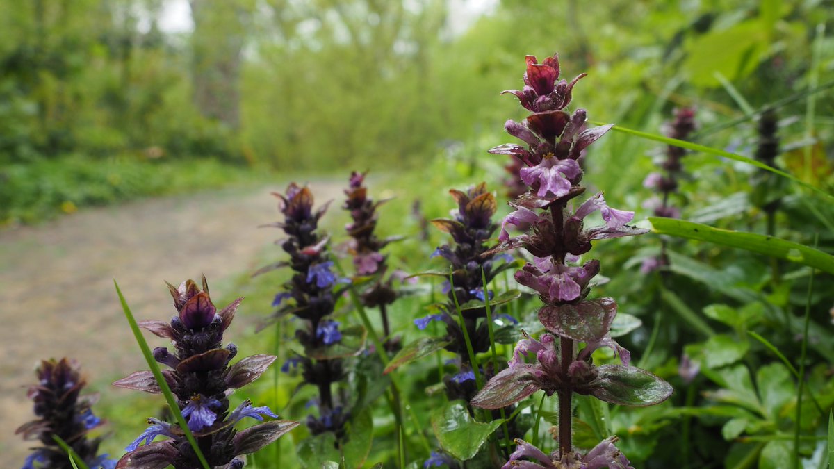 123Walks's tweet photo. Wildflowers in Guestling Wood near Pett. 
See 123 Walks FB page for lots more local Wildflower Spotter sheets.
#getwalking #naturewalks #bluebellwalks #rotherwalks @activerother @RotherVA https://t.co/pnyy5uPqid