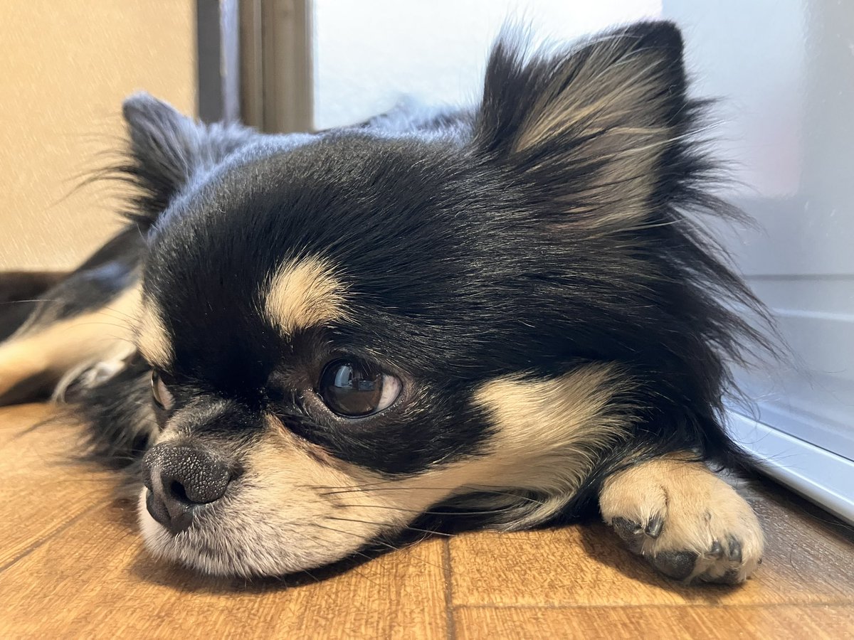 肩がバキバキに痛い〜😭
かわいい顔を見て力を抜こう
#チワワのいる暮らし 
#犬のいる暮らし https://t.co/Tbc4oioB0g