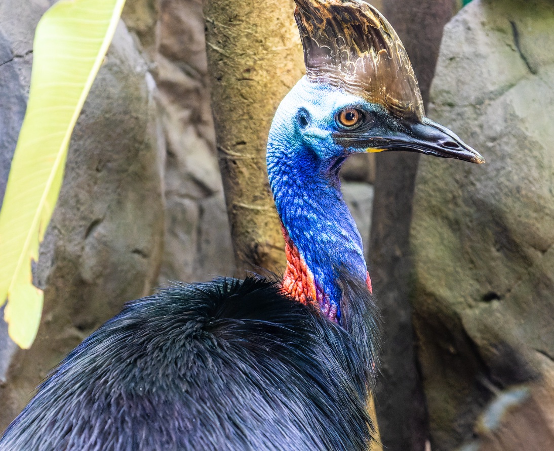 marnicpatterson's tweet photo. It’s #traveltuesday and we’re making new friends at the @wildlifesydneyzoo

#wildlifesydneyzoo #koala #kangaroo #tasmaniandevil #cassowary #travelwritersuniversity #ifwtwa1 @ifwtwa1 #traveltheworld https://t.co/nXRarG3dOo