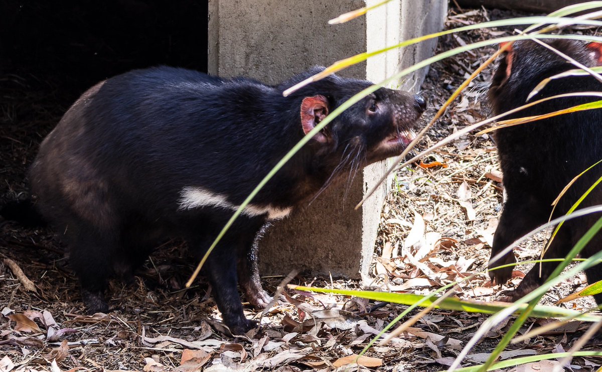 marnicpatterson's tweet photo. It’s #traveltuesday and we’re making new friends at the @wildlifesydneyzoo

#wildlifesydneyzoo #koala #kangaroo #tasmaniandevil #cassowary #travelwritersuniversity #ifwtwa1 @ifwtwa1 #traveltheworld https://t.co/nXRarG3dOo