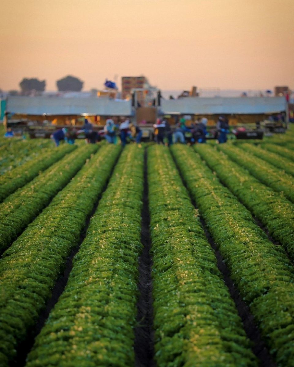 Sunrise captured 📸 by @thefarmerjon 🌱 #AndyBoy #freshproduce #agindustry #eatyourveggies