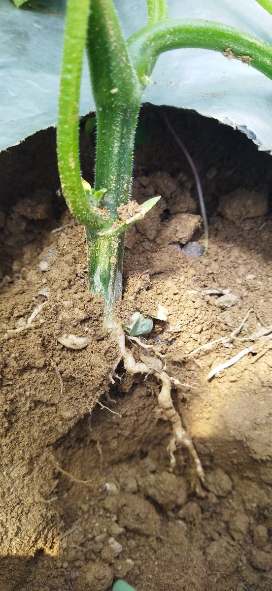 ashishnematode's tweet photo. Today, discovered and sampled root knot nematode infection in polyhouse grown cucumber crop at high altitude village of Almora district, located in the North Western Himalayan region #agriculture  #Almora #Himalayas #nematode #Cucumber #rootknotnematode #vpkas #ICAR https://t.co/YSEZpSKofZ