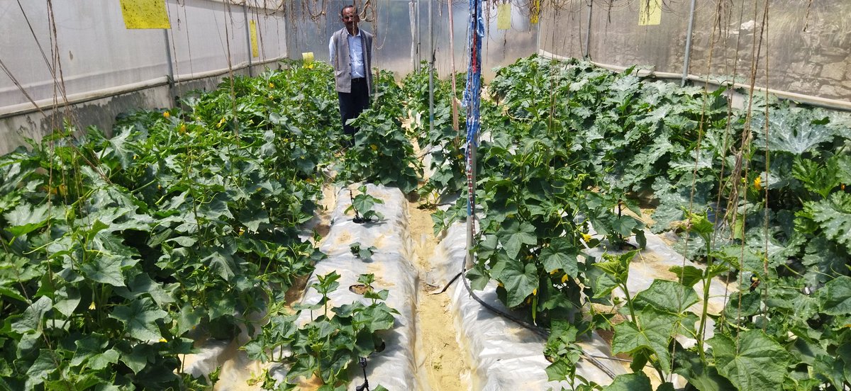 Today, discovered and sampled root knot nematode infection in polyhouse grown cucumber crop at high altitude village of Almora district, located in the North Western Himalayan region #agriculture  #Almora #Himalayas #nematode #Cucumber #rootknotnematode #vpkas #ICAR