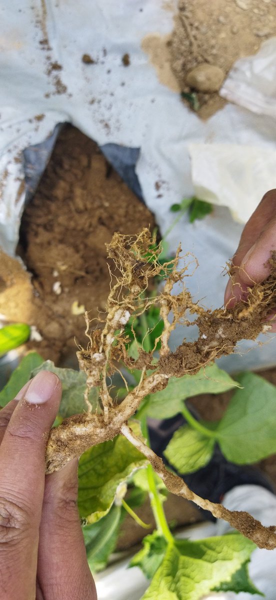ashishnematode's tweet photo. Today, discovered and sampled root knot nematode infection in polyhouse grown cucumber crop at high altitude village of Almora district, located in the North Western Himalayan region #agriculture  #Almora #Himalayas #nematode #Cucumber #rootknotnematode #vpkas #ICAR https://t.co/YSEZpSKofZ