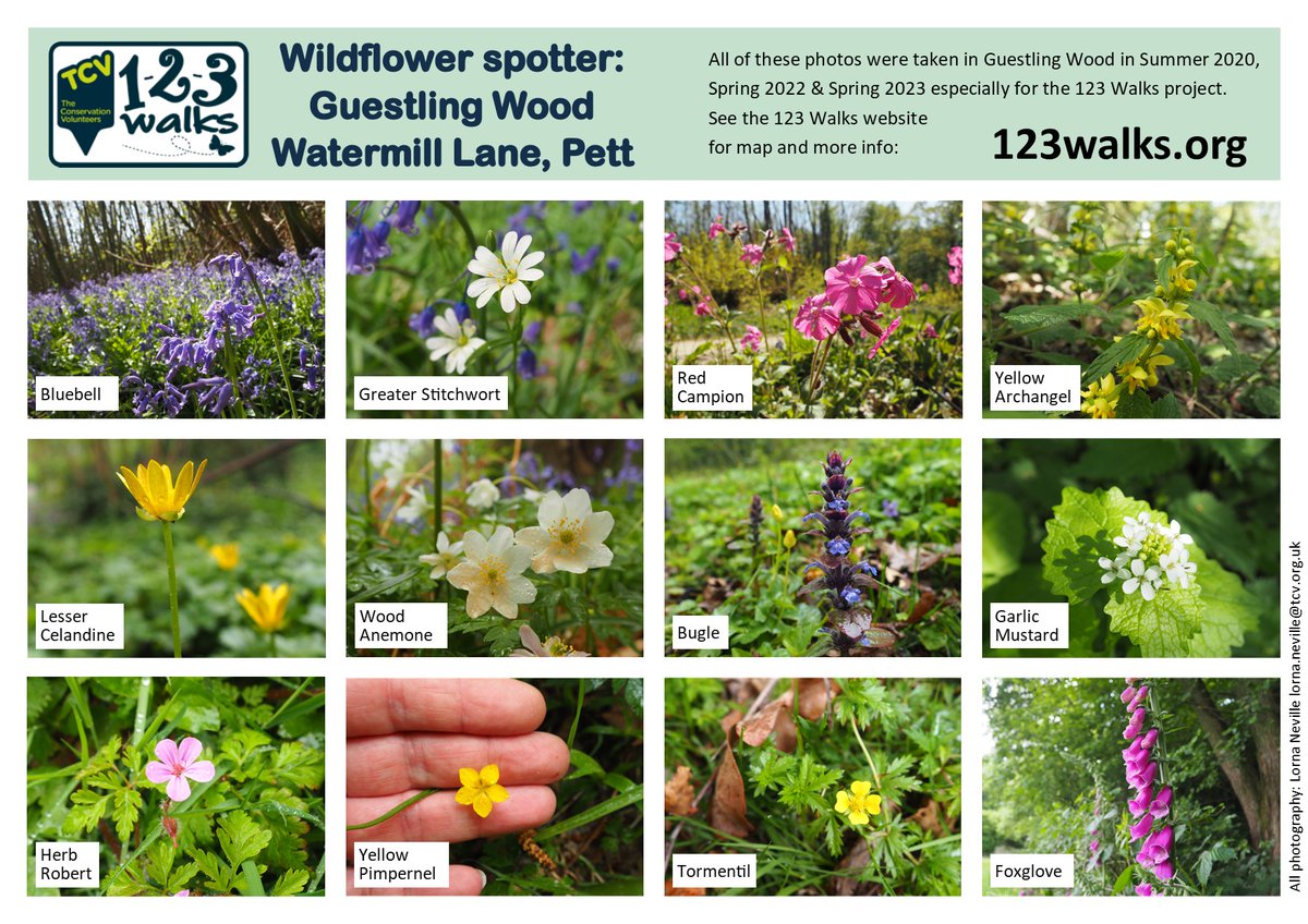 123Walks's tweet photo. Wildflowers in Guestling Wood near Pett. 
See 123 Walks FB page for lots more local Wildflower Spotter sheets.
#getwalking #naturewalks #bluebellwalks #rotherwalks @activerother @RotherVA https://t.co/pnyy5uPqid