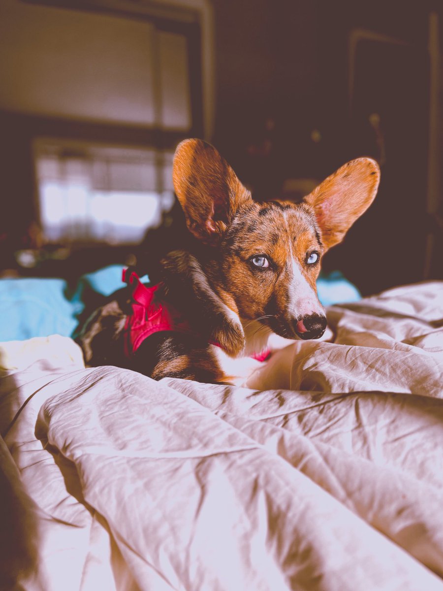 Picklesthecorgi's tweet photo. It’s not Thursday but here’s a moody morning throwback 🌅
#corgi #dogsoftwitter https://t.co/A5SNl6iAxn