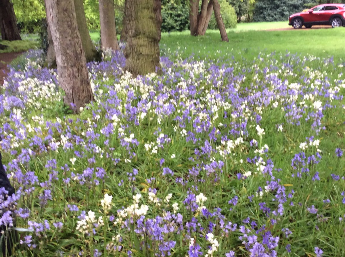 MaryvaleBham2's tweet photo. Year 2 have combined their photography and biology skills to discover a variety of plants around our school. Each photo was taken by a pupil using an iPad to first take the photo and then use AI technology to identify the plant. #WhatWeDoIn2 #MaryvaleFamily  #ScienceInAction https://t.co/ncHGGgDsOq