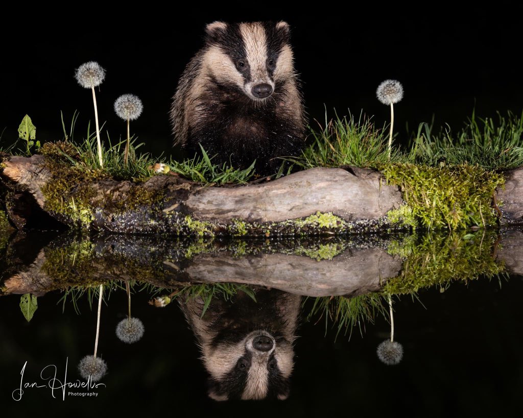 howells_ian's tweet photo. Badger at the watering hole #badger #naturelovers #wildlife #REFLECTION https://t.co/sTdnwvIxEB