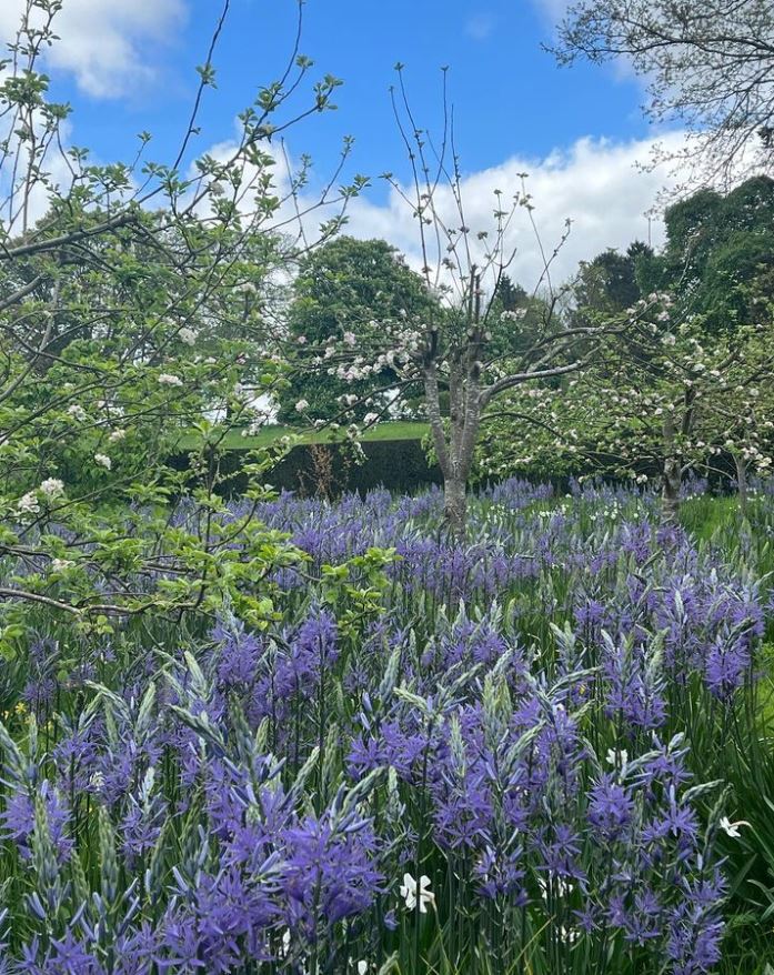 CotswoldsInfo's tweet photo. Camassia reaching their crescendo in the orchard at Kiftsgate Garden.
https://t.co/MPYGvyedHl
#Kiftsgate #gardenlovers #instagardenlovers #gardensofinstagram #englishgarden #gardening #gardeners #gardens #gardensofengland #gardenersofinstagram #instagarden #flowerphotography https://t.co/3FXMrkCMK7