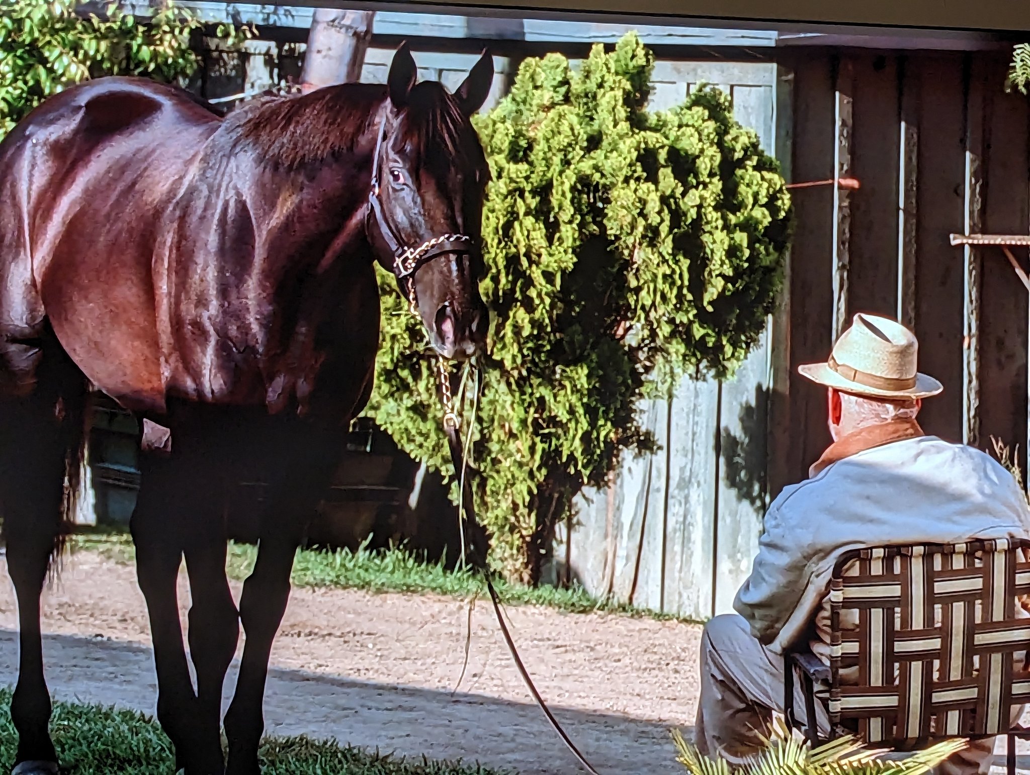 To See A Man About A Horse - zzikzaq