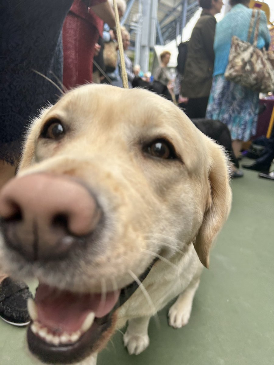 WKCDOGS's tweet image. Here are the Tuesday boops you ordered. #WestminsterDogShow