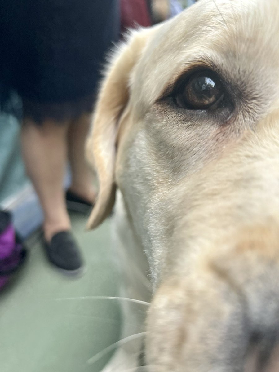 WKCDOGS's tweet image. Here are the Tuesday boops you ordered. #WestminsterDogShow