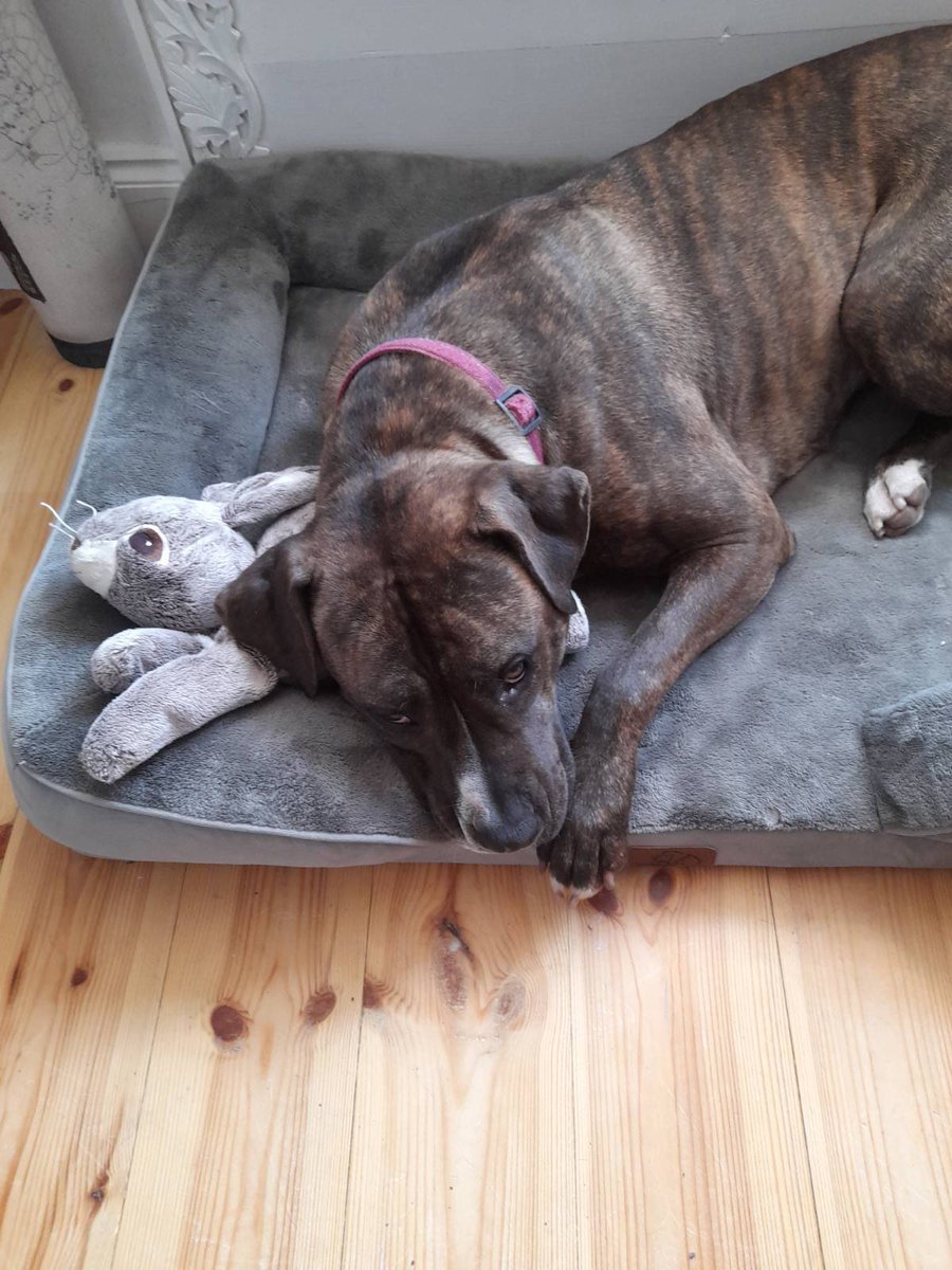 Rileythedog's tweet photo. Some very sad news. Mums Bestie rescued Steffi last year after losing Bru, aged 15.

Tragically, young Steffi went 🌈 at the weekend in a sudden accident. She had so much life left to live and had much love and care in her last few months. Everyone is missing her terribly https://t.co/Rdbbbn90qg
