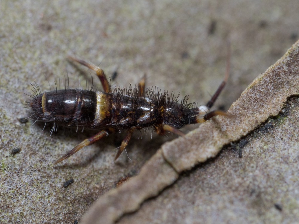 verborgennatuur's tweet photo. Ben jij de springstaart (Orchesella cincta) al eens in de stad tegengekomen? 

Zoals je kunt zien, is dit #bodemdier niet alleen zwart of donkergrijs, maar heeft hij ook veel haar! Het is een vrij ‘grote’ soort (4 mm), ongeveer zo groot als een speldenknop. 🔍

📸: Arnold Wijker https://t.co/KFp7Ys3Iup