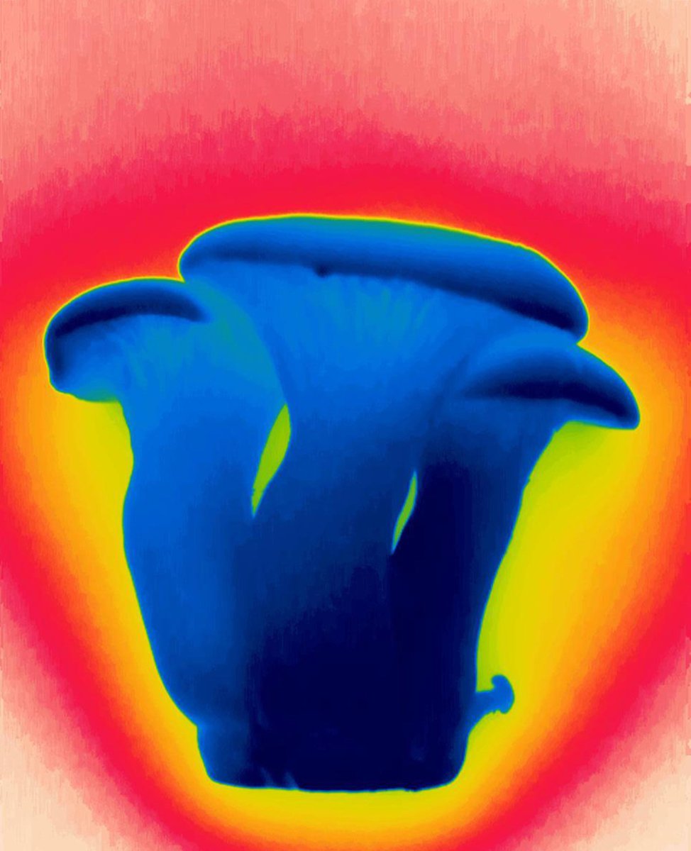 Infrared thermograph of Pleurotus eryngii mushrooms showing how much colder they are than the environment (blue = cold). Fungal hypothermia raises fundamental questions of why their biology and metabolism prefers cooler temperatures. doi.org/10.1073/pnas.2…